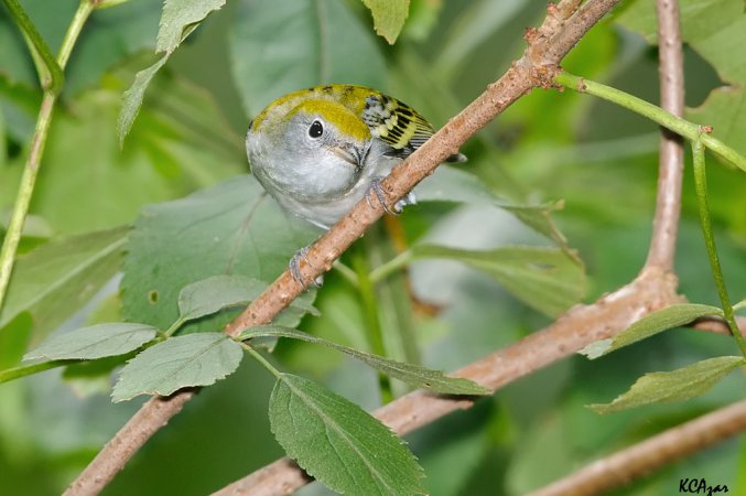 Photo (20): Chestnut-sided Warbler