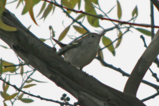 Photo (21): Chestnut-sided Warbler