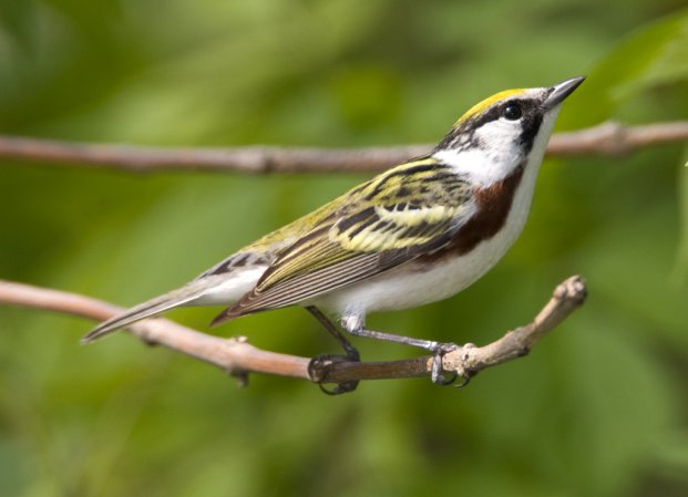 Photo (3): Chestnut-sided Warbler