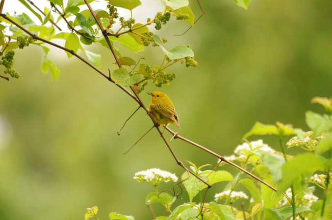 Photo (18): Yellow Warbler