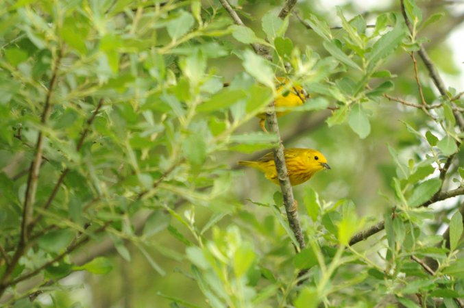Photo (10): Yellow Warbler