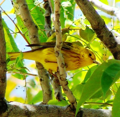 Photo (23): Yellow Warbler