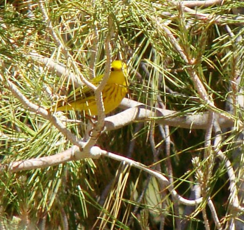 Photo (25): Yellow Warbler