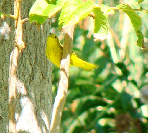 Photo (24): Yellow Warbler