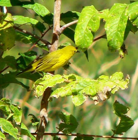Photo (22): Yellow Warbler