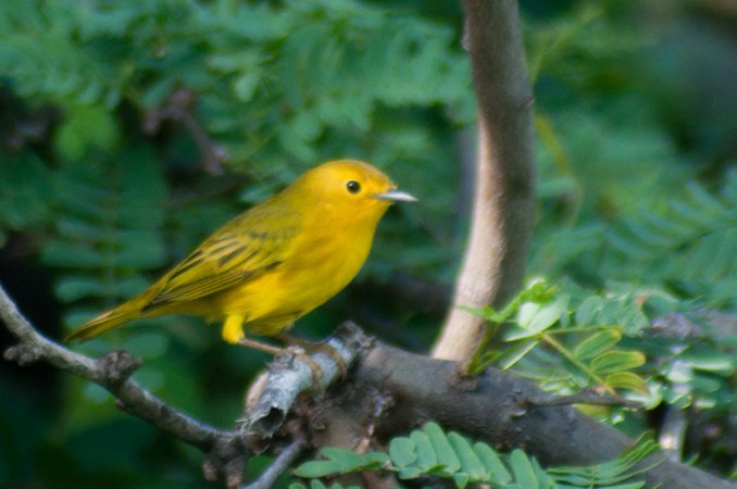 Photo (19): Yellow Warbler