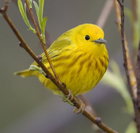 Photo (1): Yellow Warbler