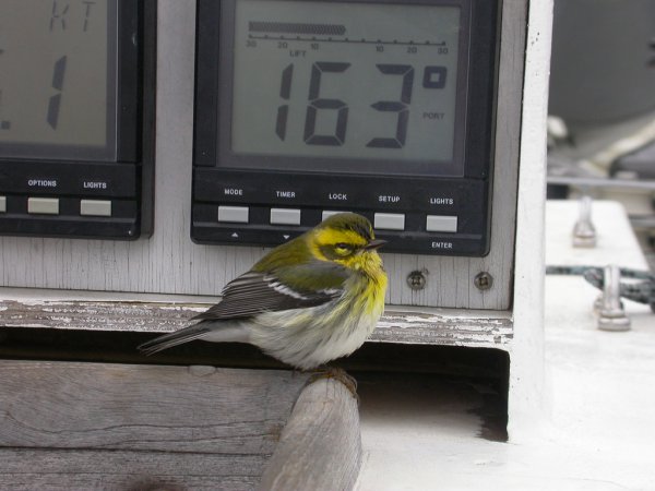 Photo (21): Townsend's Warbler