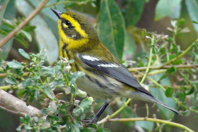 Photo (24): Townsend's Warbler