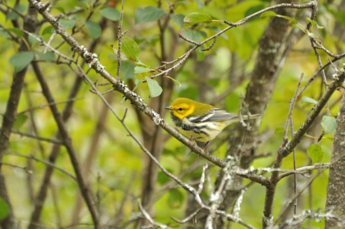Photo (19): Black-throated Green Warbler