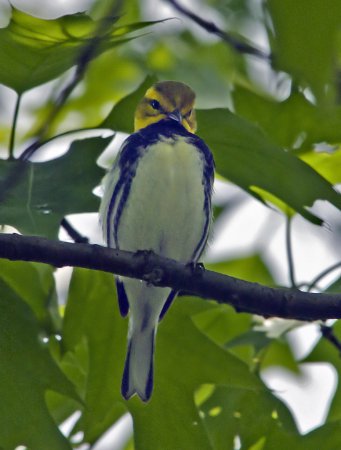 Photo (21): Black-throated Green Warbler