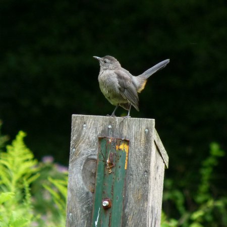 Photo (17): Gray Catbird