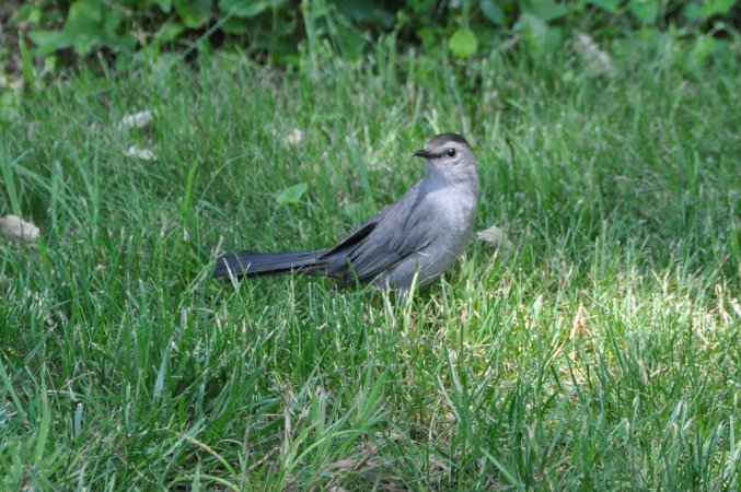 Photo (19): Gray Catbird