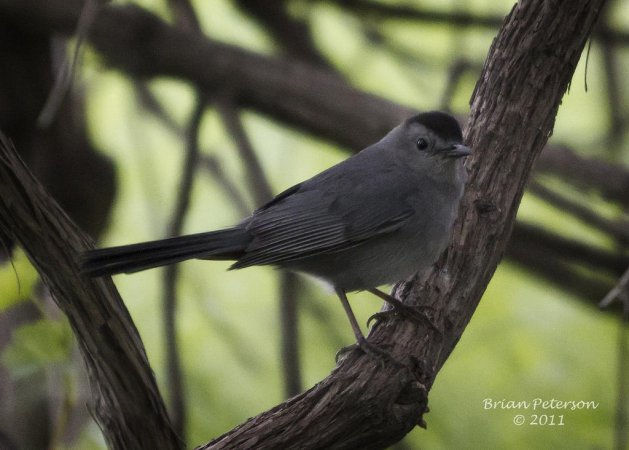 Photo (2): Gray Catbird