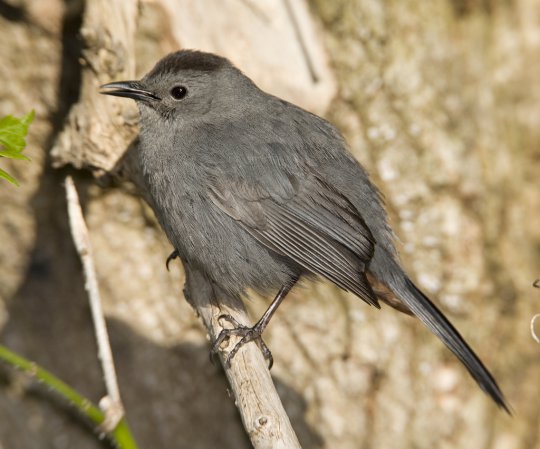 Photo (1): Gray Catbird