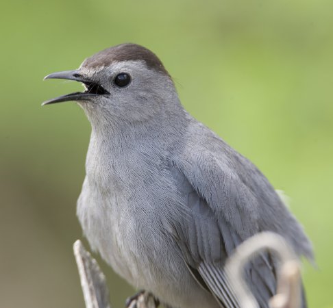 Photo (9): Gray Catbird