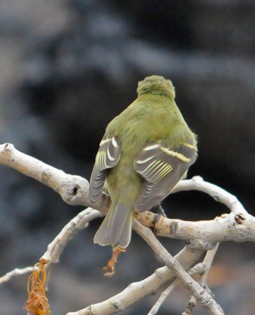 Photo (7): Yellow-bellied Flycatcher