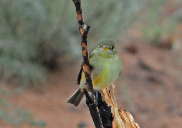 Photo (15): Yellow-bellied Flycatcher