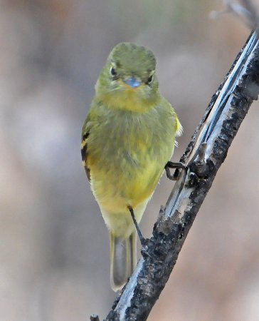 Photo (17): Yellow-bellied Flycatcher