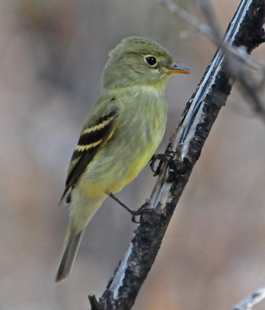 Photo (1): Yellow-bellied Flycatcher