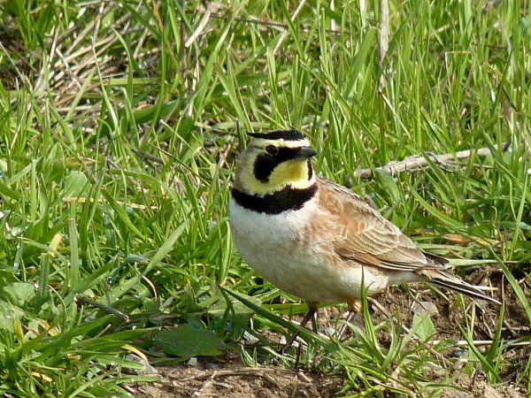 Photo (1): Horned Lark