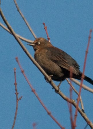 Photo (5): Rusty Blackbird