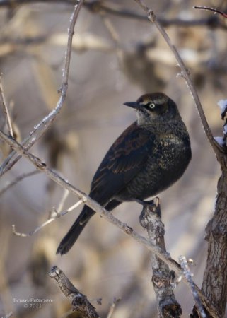 Photo (10): Rusty Blackbird