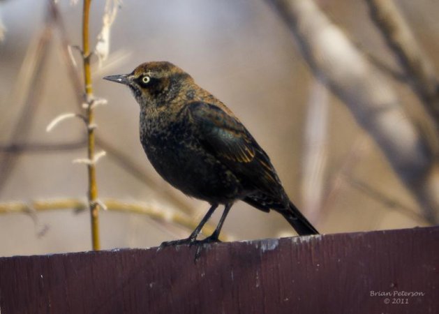 Photo (8): Rusty Blackbird