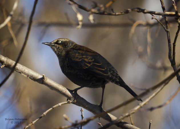 Photo (7): Rusty Blackbird