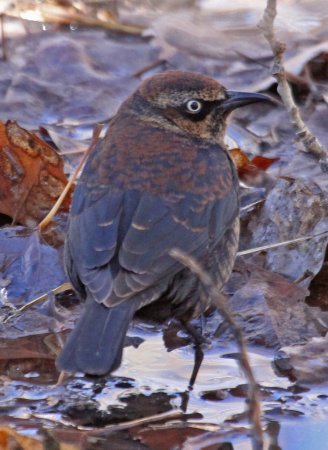 Photo (11): Rusty Blackbird