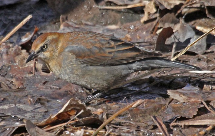Photo (6): Rusty Blackbird