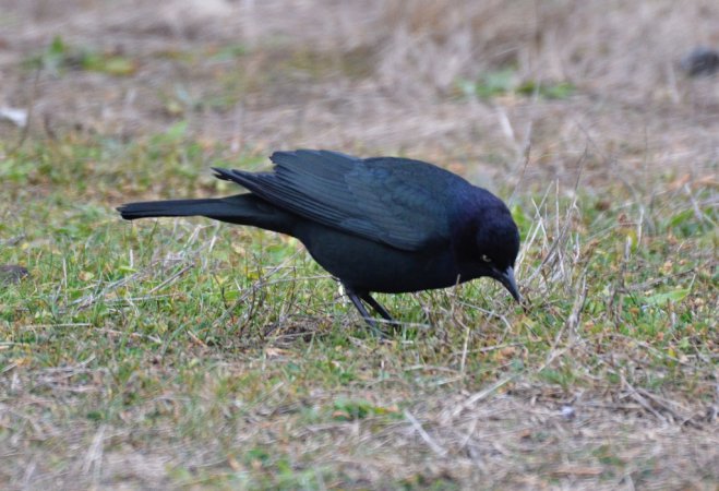 Photo (9): Brewer's Blackbird