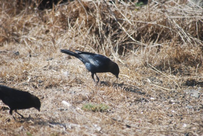 Photo (14): Brewer's Blackbird