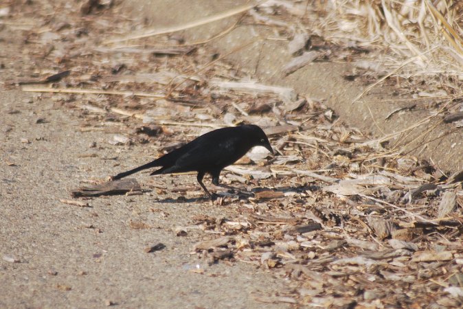 Photo (18): Brewer's Blackbird