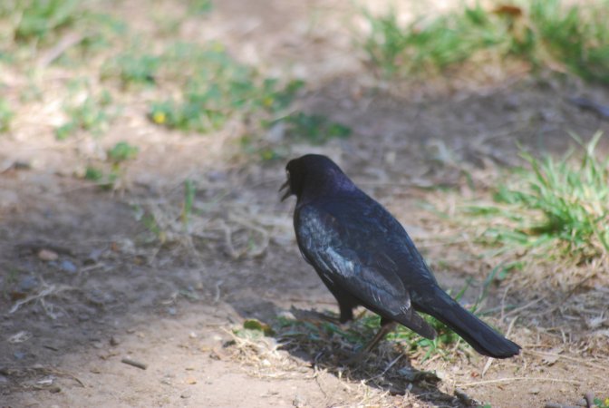 Photo (20): Brewer's Blackbird