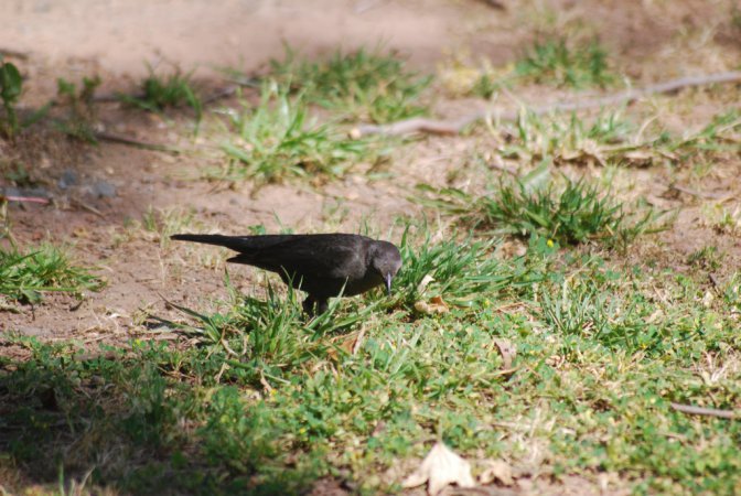 Photo (13): Brewer's Blackbird