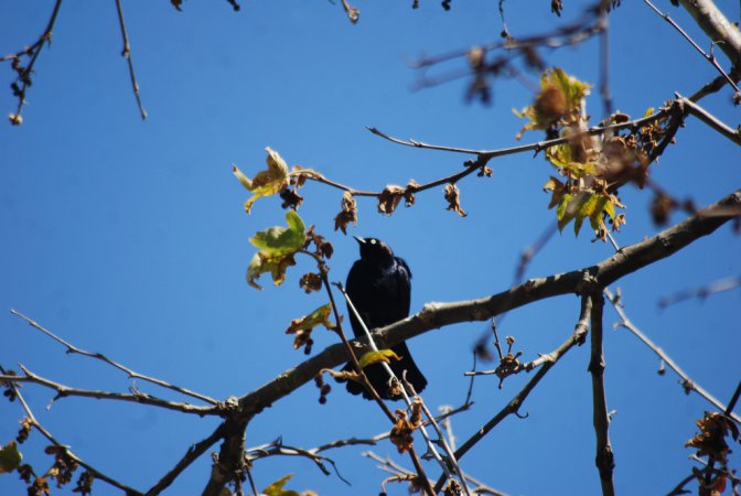 Photo (12): Brewer's Blackbird