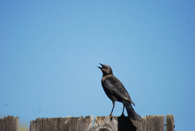 Photo (17): Brewer's Blackbird