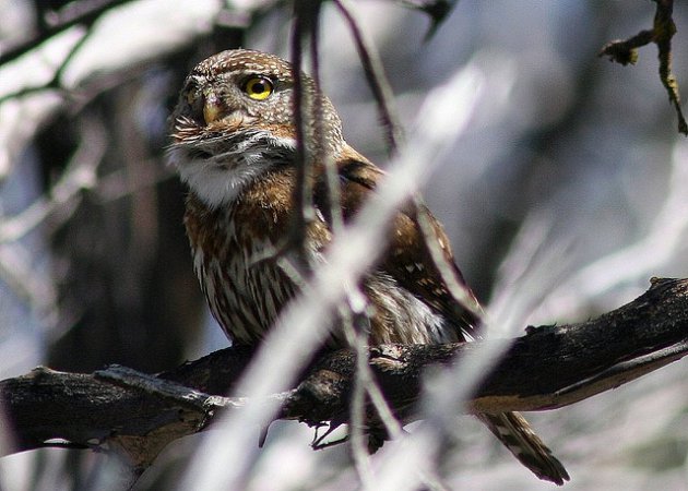 Photo (8): Northern Pygmy-Owl