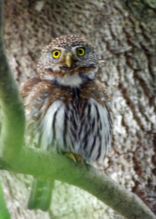 Photo (17): Northern Pygmy-Owl