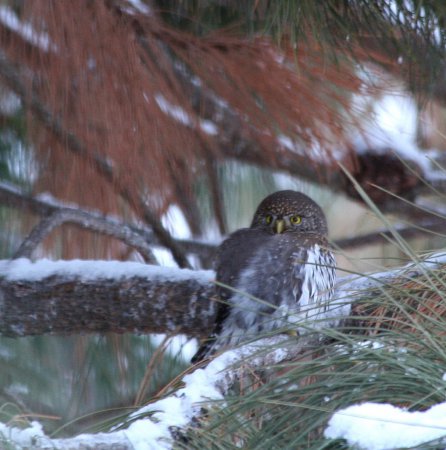 Photo (19): Northern Pygmy-Owl