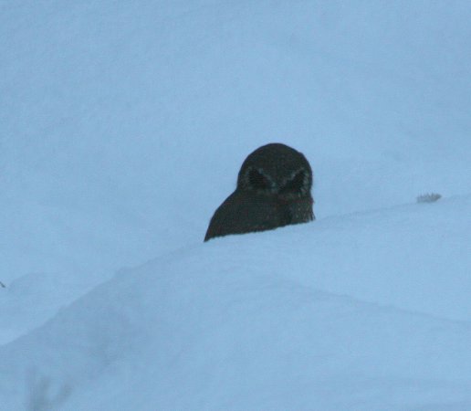 Photo (21): Northern Pygmy-Owl