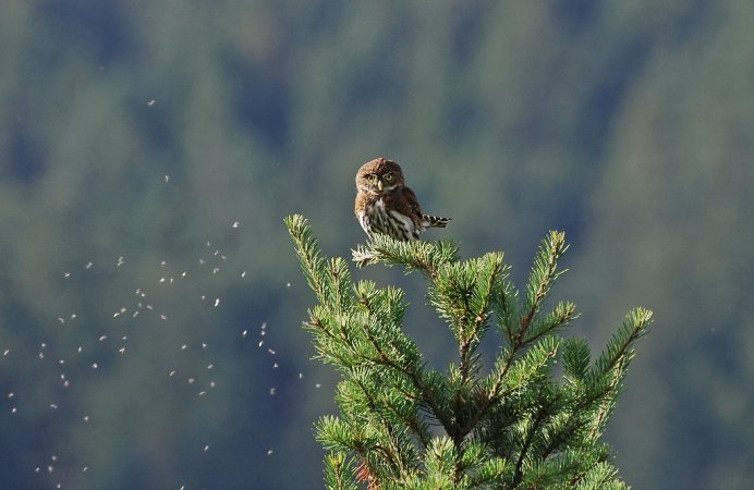 Photo (15): Northern Pygmy-Owl