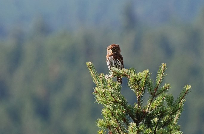 Photo (7): Northern Pygmy-Owl