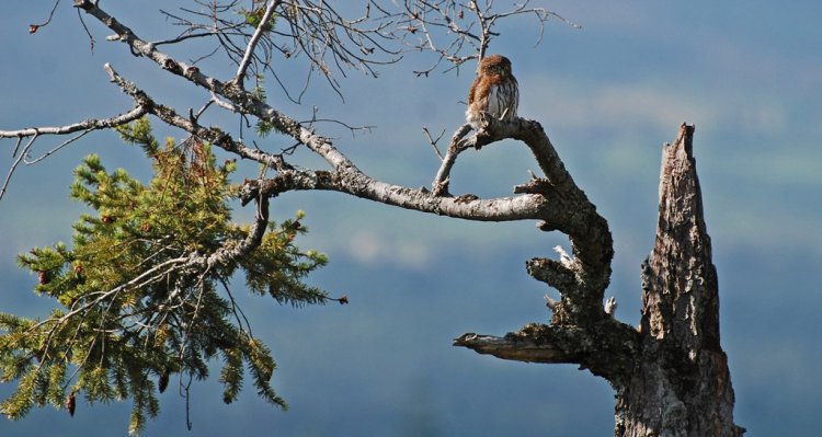 Photo (13): Northern Pygmy-Owl