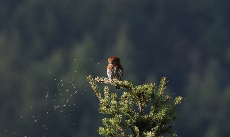 Photo (16): Northern Pygmy-Owl