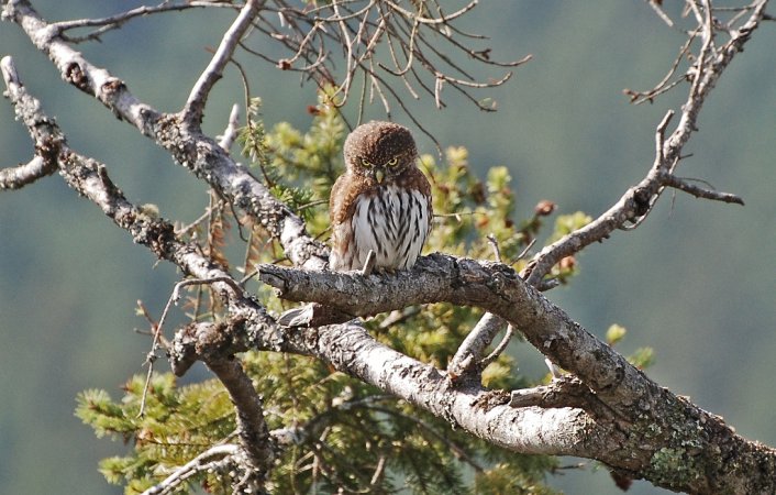 Photo (12): Northern Pygmy-Owl
