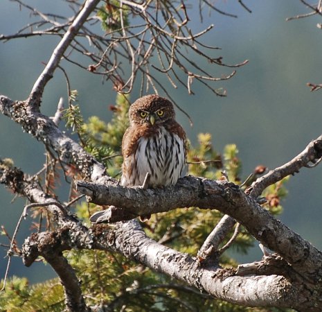 Photo (6): Northern Pygmy-Owl