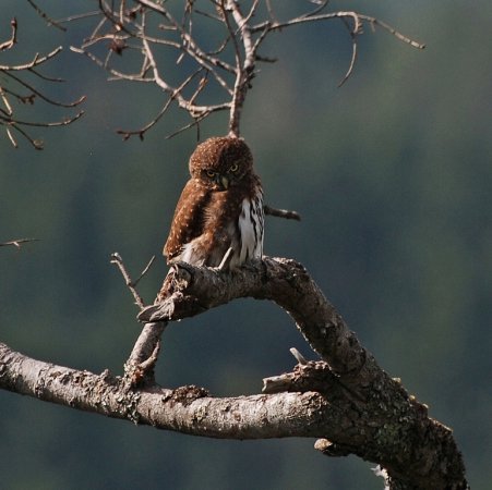 Photo (11): Northern Pygmy-Owl