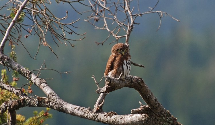 Photo (14): Northern Pygmy-Owl